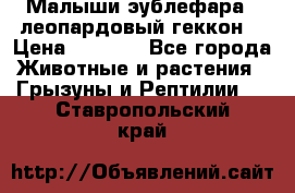 Малыши эублефара ( леопардовый геккон) › Цена ­ 1 500 - Все города Животные и растения » Грызуны и Рептилии   . Ставропольский край